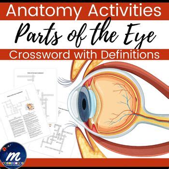 Parts of the Eye Crossword Puzzle with Labeled Diagram and Answer Key ...