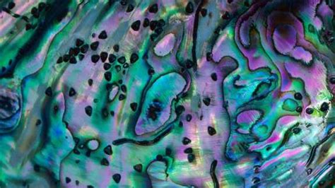 Bing Shells 的图像结果