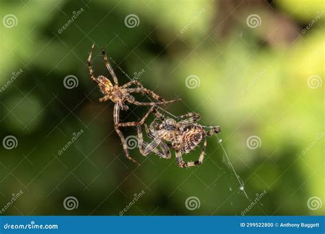 Araneus Diadematus, Garden Cross Orb Weaver Spider Male and Female ...