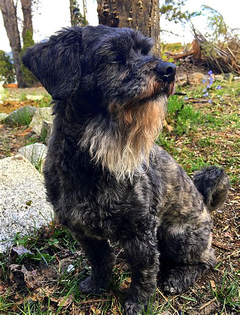 My dogs beard gets wilder every year. : r/beards