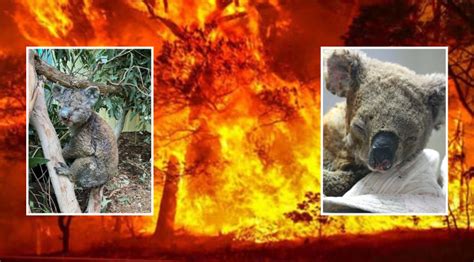 澳大利亚5亿动物葬身火海 约2.5万只考拉被烧死_手机新浪网