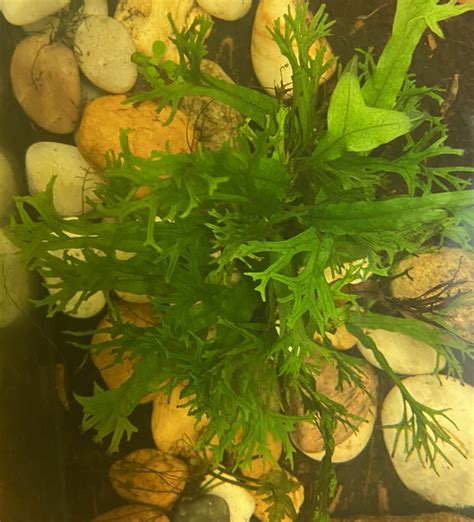 Image result for Windelov Java Fern