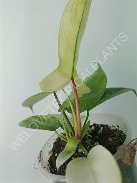 Philodendron florida ghost (young plant) | Welovetropicalplants