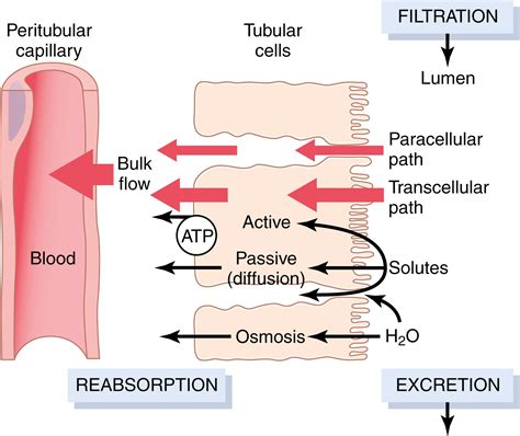 Renal Tubular Reabsorption and Secretion - Clinical Tree
