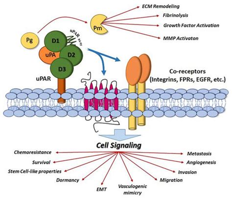 Cancers | Special Issue : Unravelling Cancer Mechanism and Developing ...