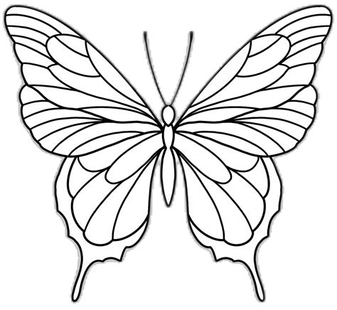 Butterfly Drawing Outline Printable Pdf - Printable Free Templates