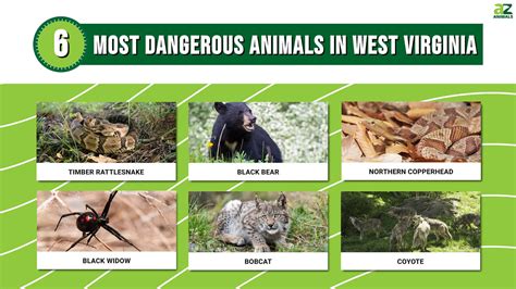 The 6 Most Dangerous Animals in West Virginia, and Where You’ll Find ...
