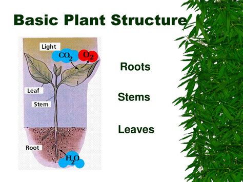 Basic Plant Structure 的图像结果