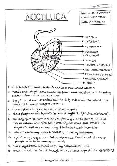 Practical Protista to Aschelminthes - Puge N0. PHYLUM:DINOFAMELLATA| NOCTILUCA CLASS ...