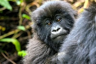 ShishirPatilgorilla
