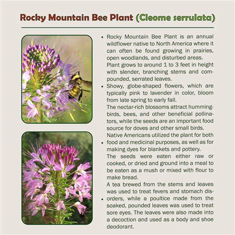200 Rocky Mountain Bee Plant Seeds, Cleome serrulata, Bee & Pollinator ...