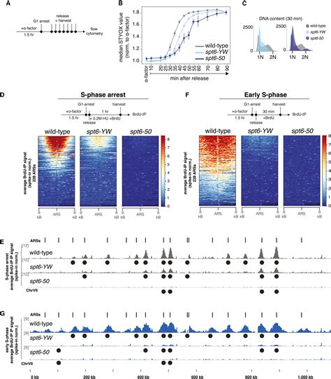 The conserved histone chaperone Spt6 is strongly required for DNA ...