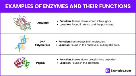 Enzymes Examples 的图像结果