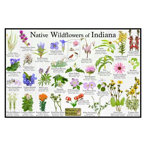 Native Wildflowers of Indiana / State Flower Field Guide - Etsy | Wild ...
