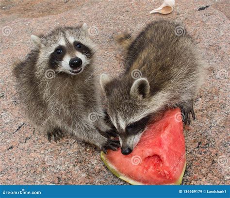 Dos Mapaches Felices Del Bebé Que Comen La Sandía Madura Imagen de ...