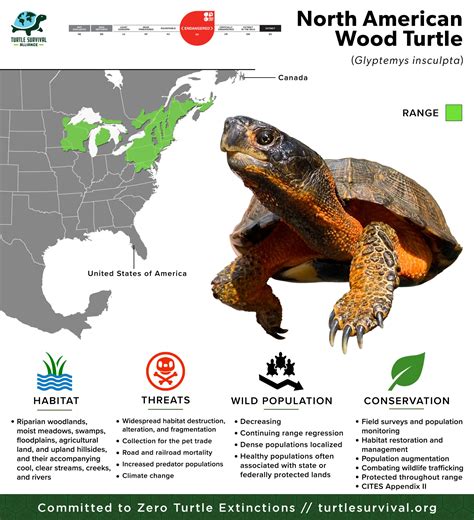 North American Wood Turtle - Turtle Survival Alliance
