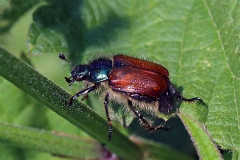 Garden chafer beetle (Phyllopertha horticola) - The Lawn Man