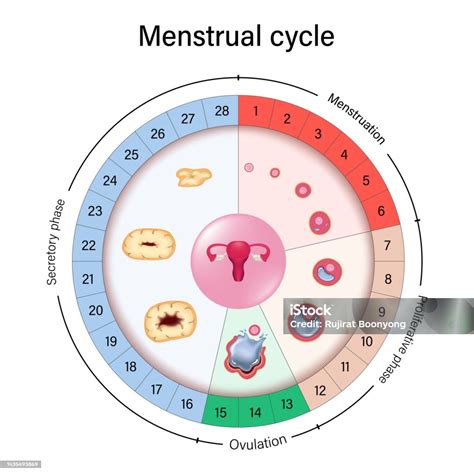 Menstrual Cycle Chart Vector Menstrual Proliferative Ovulation And ...