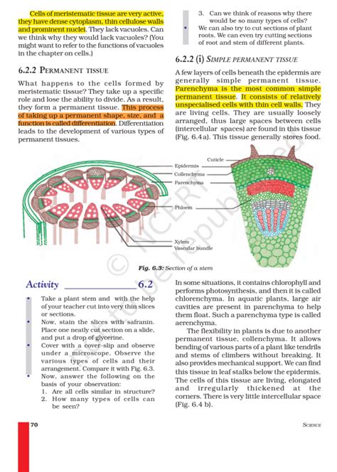 Image result for Class 9th Science Chapter Tissues