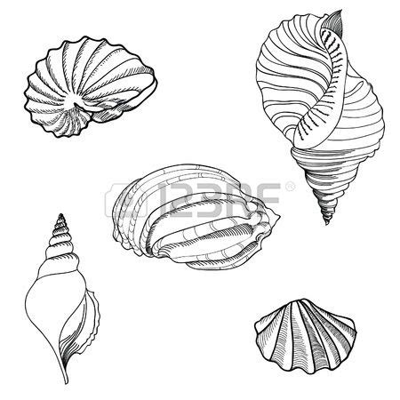 Image result for Shell Shape Drawing