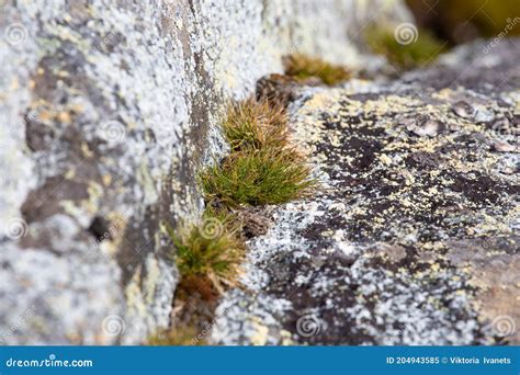 Macrophoto of Deschampsia Antarctica Isolated, the Antarctic Hair Grass ...
