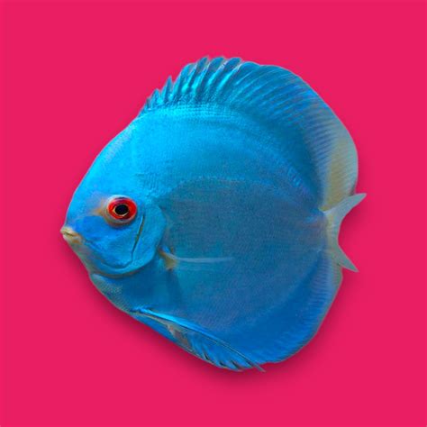 Image result for Blue Discus Fish