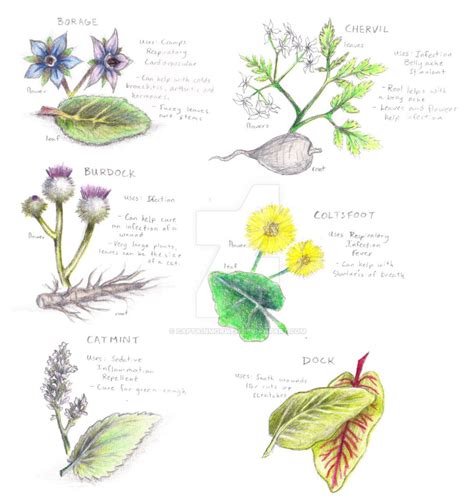 Medicine Cat Herb Guide at Douglas Wilder blog