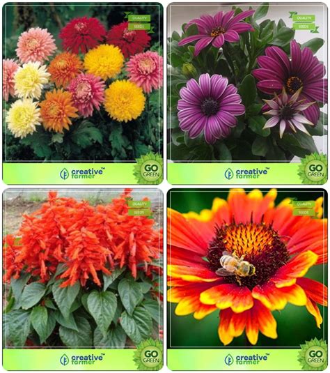 Creative Farmer Flower Seeds : Combo Flower Seeds Summer & Winter ...