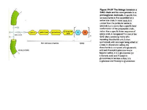 Image result for Fibronectin Chemical Structure