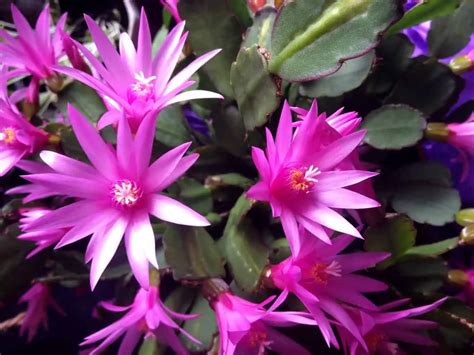 How to Grow and Care for Easter Cactus | Plantly