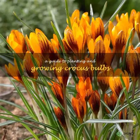 Rezultat imagine pentru Crocus Planting Guide