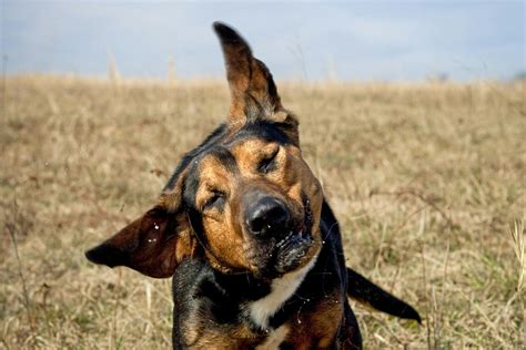 Ear Cancer in Dogs - Symptoms, Causes, Diagnosis, Treatment, Recovery ...