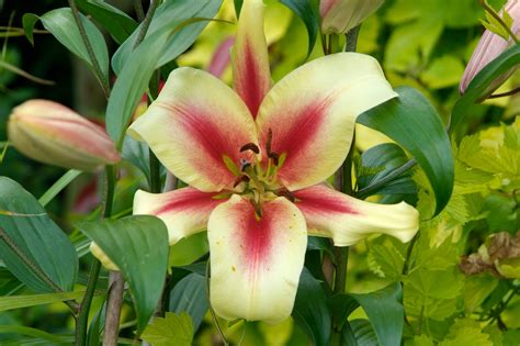 Images Of Types Of Lilies Types Of Lilies: A Visual Guide FTD.com