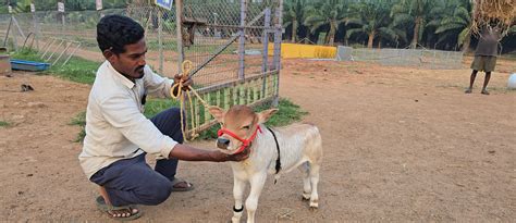 "Discover rare miniature cattle breeds like Micro Mini Cows, Punganur ...
