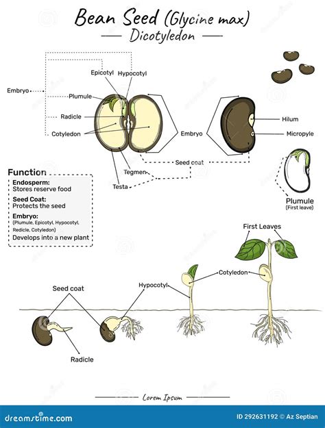 Glycine Max Soy Bean Dicotyledon Structure, Function And Development Vector Illustration ...