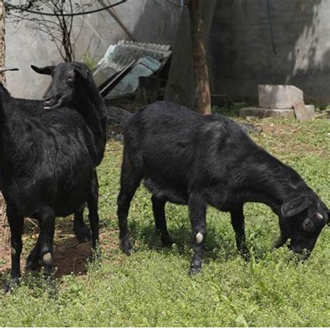 黑山种公羊 努比亚黑山羊幼崽 适应能力强 科学饲养 生长快