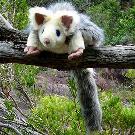 Endangered Animals Australia – Caulfield Food & Craft Market