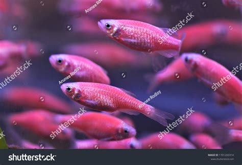 Glofish Zebra Danio Online Buy | www.oceanproperty.co.th