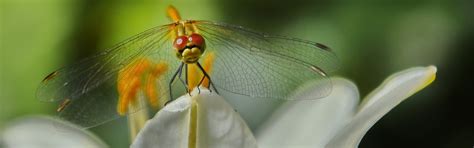 Download wallpaper summer, macro, insects, nature, dragonfly, section ...