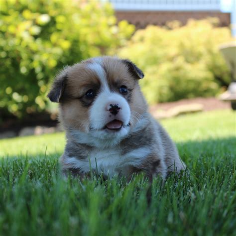 Gilbert - Highland Meadow Bernese and Corgis