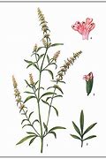 Image result for Schizonepeta tenuifolia