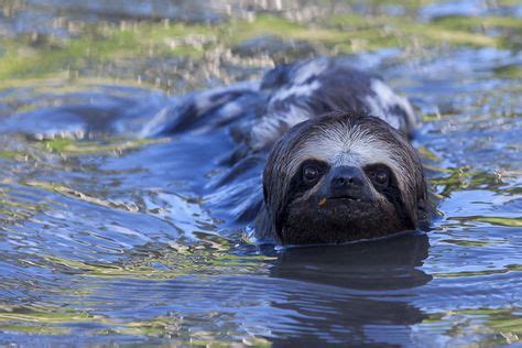 Animal Swim 的图像结果