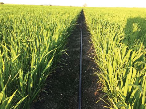 Increase Rice Yield Using Drip Irrigation | Netafim India