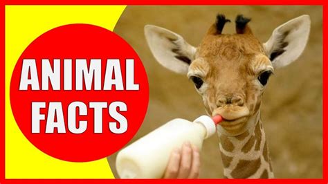 Fun Facts About Animals | FunFacToday.com