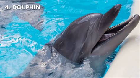When animals outsmart humans