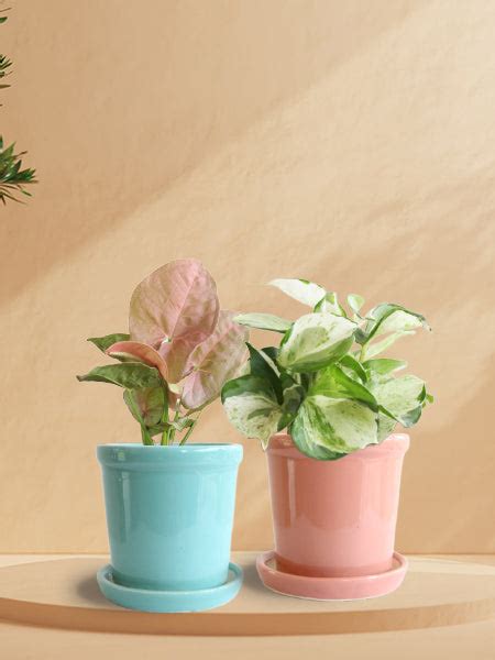 Plants For Window | Buy Window Plants Online in India – Greenkin