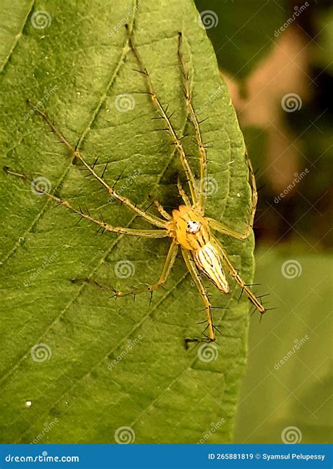Jumping Spider, Jumping Spider is One of the Largest Spider Species in ...
