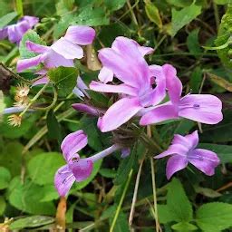 Best Top Rated Hindu temple in Kala Dhungi Range, Uttarakhand, India ...