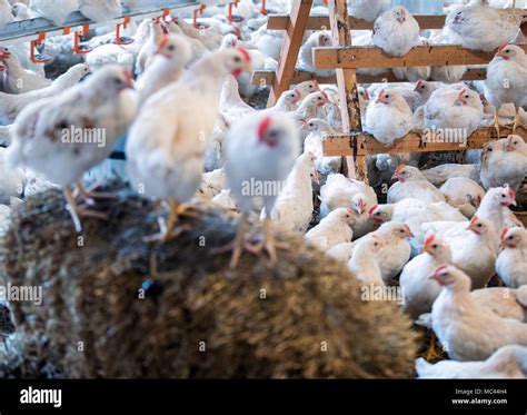 Four week old chickens hi-res stock photography and images - Alamy