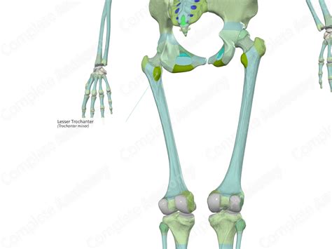Lesser Trochanter | Complete Anatomy